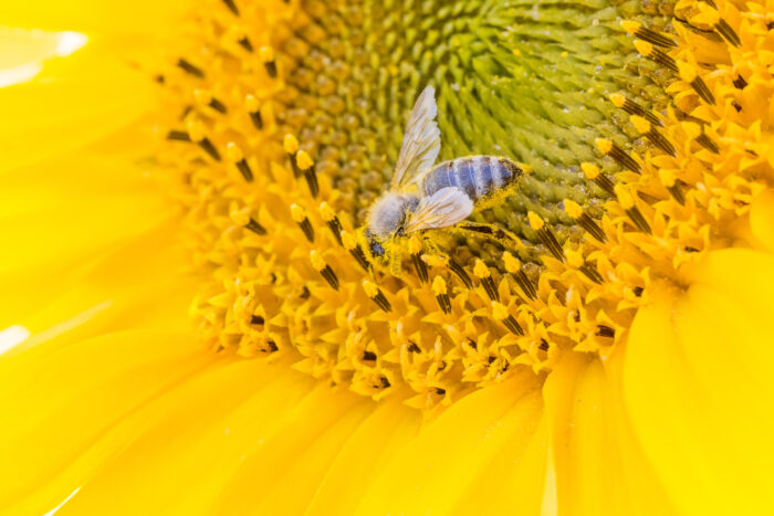 Nature & Biodiversity