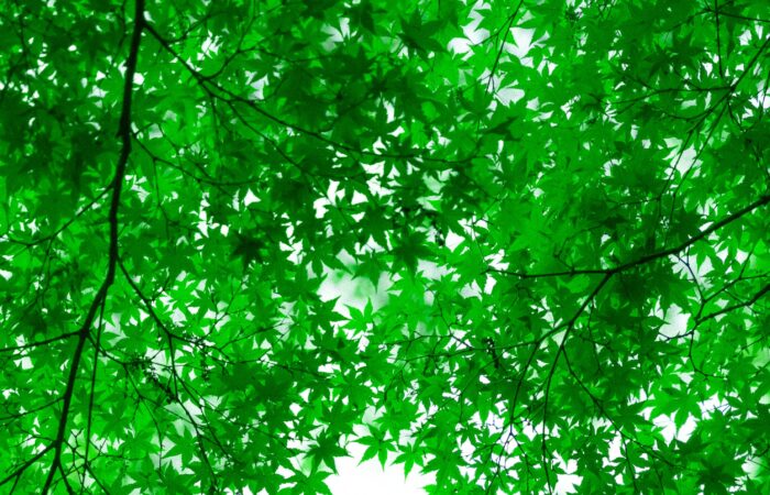 Sustainability networks – meet the CLEAN network